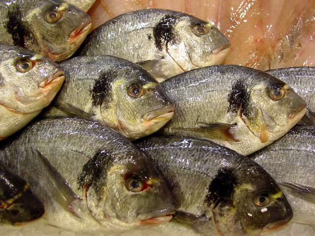 Le rêve de daurade et sa signification: Que signifie rêver de daurade ?