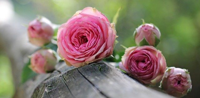 Le rêve de rose et sa signification: Que signifie rêver de rose ?