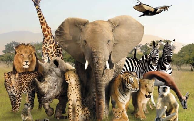 Le rêve d'être poursuivi par un animal et sa signification: Pourquoi rêver d'être poursuivi par un animal ?