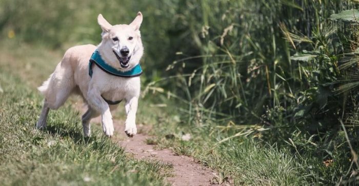 Que signifie rêver d'être poursuivi par un chien ?