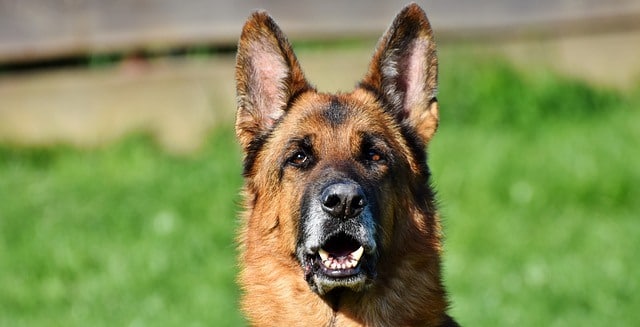 Le rêve de berger allemand et sa signification: Que signifie rêver de berger allemand ?