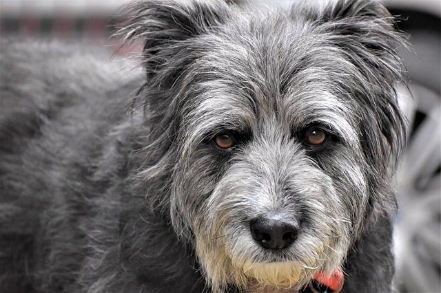 Que signifie rêver de chien gris ?