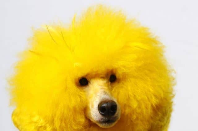 Le rêve de chien jaune et sa signification: Que signifie rêver de chien jaune ?