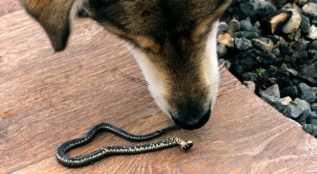 Le rêve d'un serpent qui mord un chien et sa signification: Que signifie rêver d'un serpent qui mord un chien ?