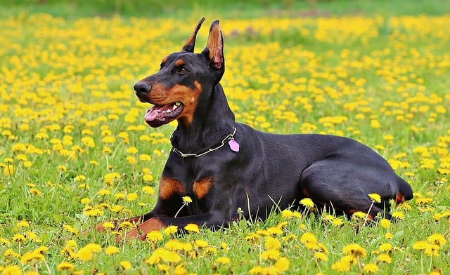 Le rêve de doberman et sa signification: Que signifie rêver de doberman ?