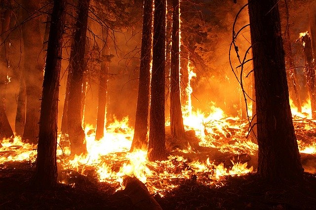 Le rêve de feu de forêt et son interprétation authentique: Pourquoi rêver de feu de forêt ?