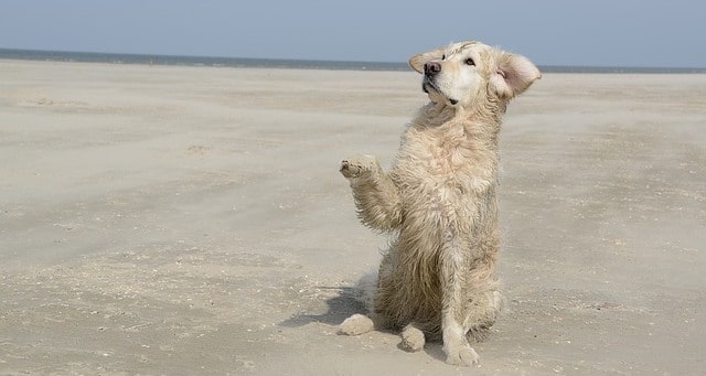 Le rêve de golden retriever et sa signification: Que signifie rêver de golden retriever ?