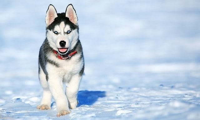 Que signifie rêver de husky ?