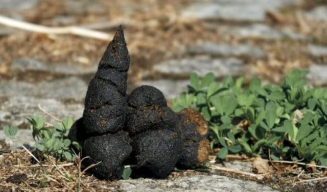 Que signifie rêver de merde ?