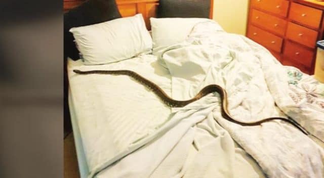 Pourquoi rêver de serpent dans la chambre ?