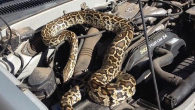 Le rêve de serpent dans la voiture et sa signification: Que signifie rêver de serpent dans la voiture ?
