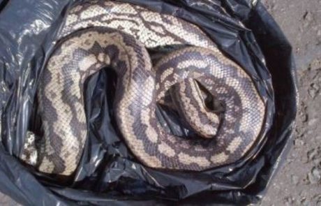 Pourquoi rêver de serpent dans un sac ? Pourquoi rêver de serpent dans un sac ?