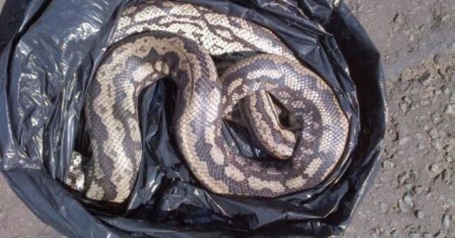 Le rêve de serpent dans un sac et sa signification: Pourquoi rêver de serpent dans un sac ?