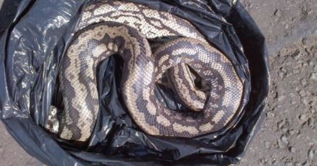 Pourquoi rêver de serpent dans un sac ?