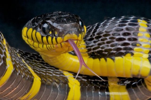 Le rêve de serpent noir et jaune et sa signification: Que signifie rêver de serpent noir et jaune ?