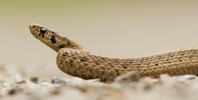 Le rêve de serpent marron et sa signification: Que signifie rêver de serpent marron ?