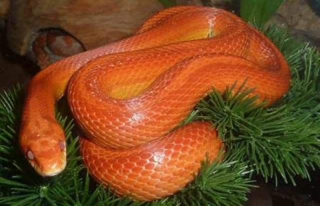 Rever De Serpent Orange Interpretations Exactes Rever De Serpent Orange Interpretations Exactes