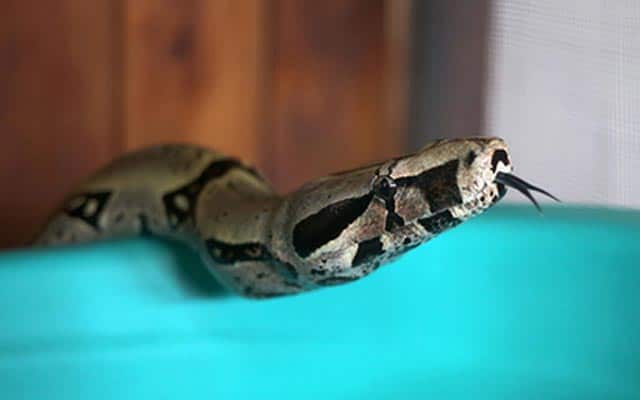 Le rêve de serpent qui mord un enfant et sa signification: Que signifie rêver de serpent qui mord un enfant ?