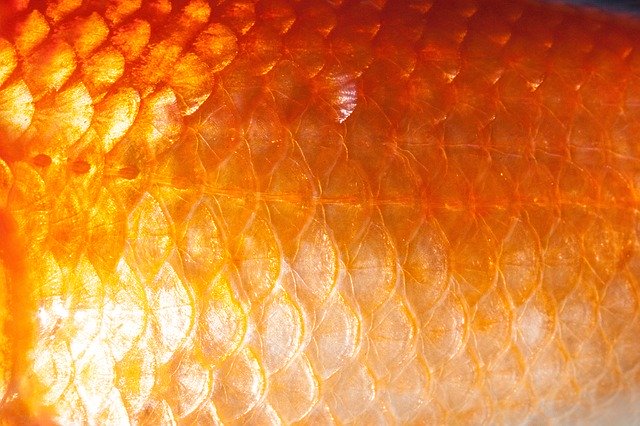 Le rêve d'écailles et son interprétation authentique: Que signifie rêver d'écailles ?