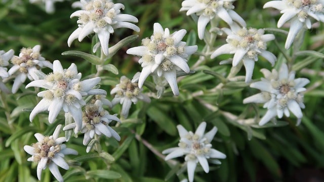 Le rêve d'edelweiss et sa signification: Que signifie rêver d'edelweiss ?