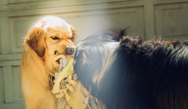 Le rêve de chien enragé et sa signification: Que signifie rêver de chien enragé ?