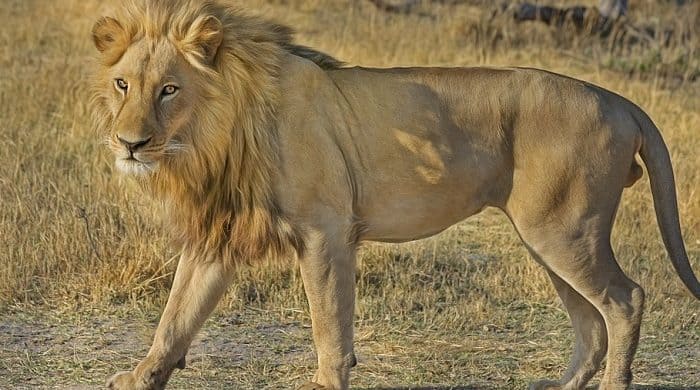 Que signifie rêver de dévorer ?