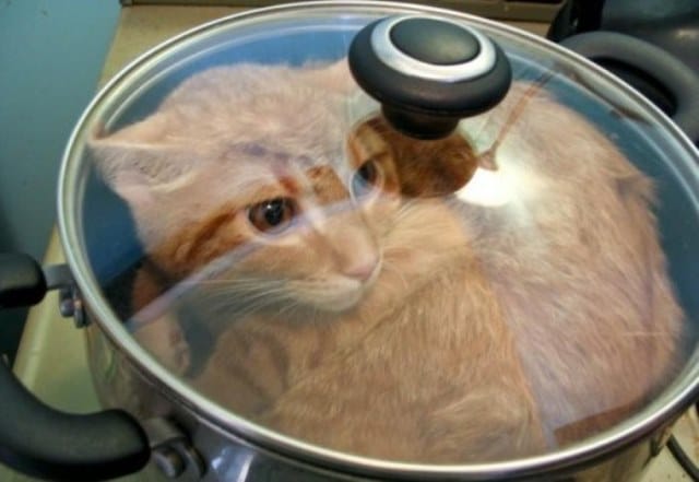 Rever De Manger Un Chat Interpretations Exactes