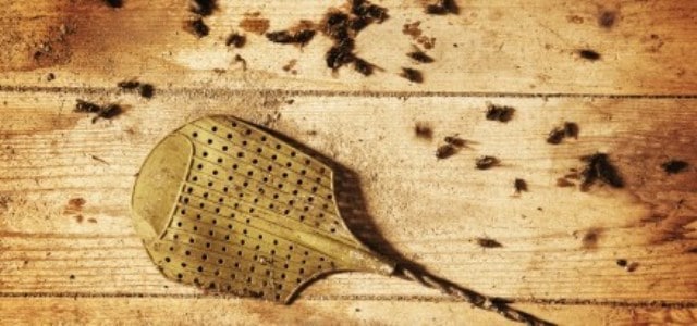 Que signifie rêver de tuer des mouches ?