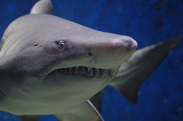 Le rêve de tuer un requin et sa signification: Que signifie rêver de tuer un requin ?