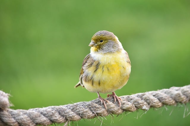 Le rêve de serin et sa signification: Que signifie rêver de serin ?