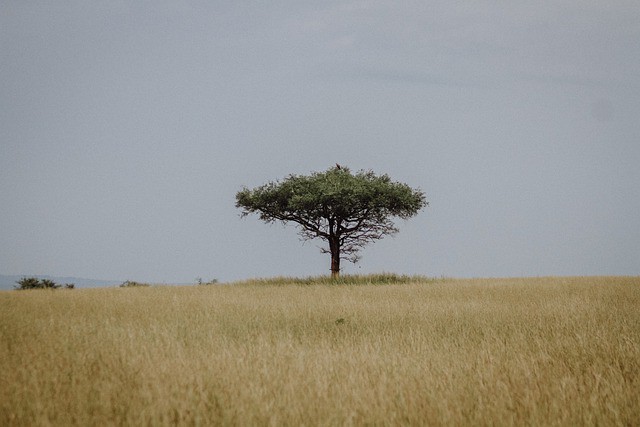 Le rêve de steppe et sa signification: Que signifie rêver de steppe ?
