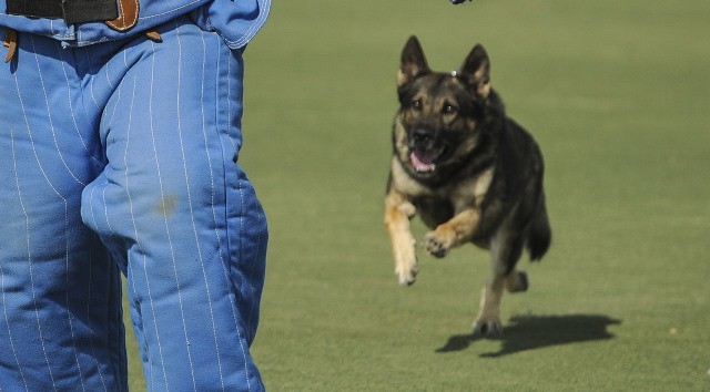 Le rêve de chien d'attaque et sa signification: Que signifie rêver de chien d'attaque ?