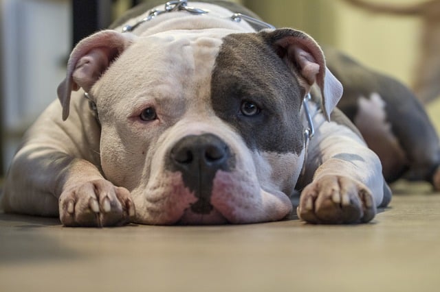 Le rêve de chien de combat et sa signification: Que signifie rêver de chien de combat ?