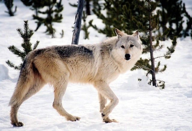 Le rêve de chien loup et sa signification: Pourquoi rêver de chien loup ?