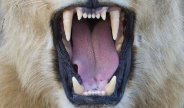 Un rêve de grosses dents et sa signification: Pourquoi rêver de grosses dents ?