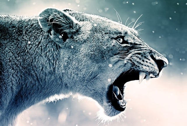 Un rêve de lion agressif et sa signification: Que signifie rêver de lion agressif ?