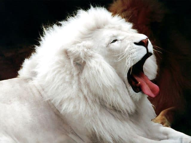Rever De Lion Blanc Interpretations Exactes Du Reve De Lion Blanc