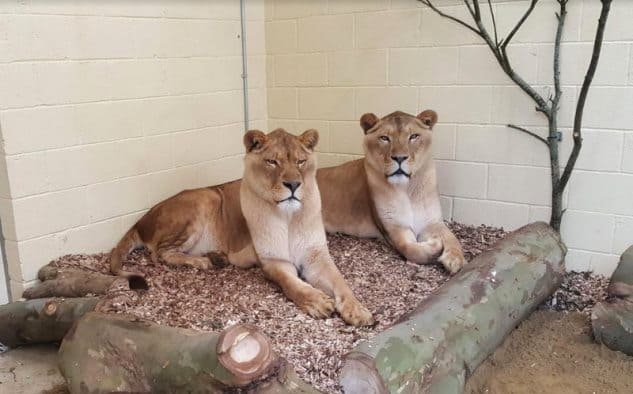 Pourquoi rêver de lion dans la maison ?