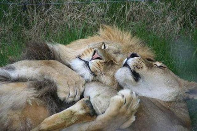 Que signifie rêver de lion gentil ?