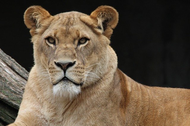 Un rêve de lionne et sa signification: Pourquoi rêver de lionne ?