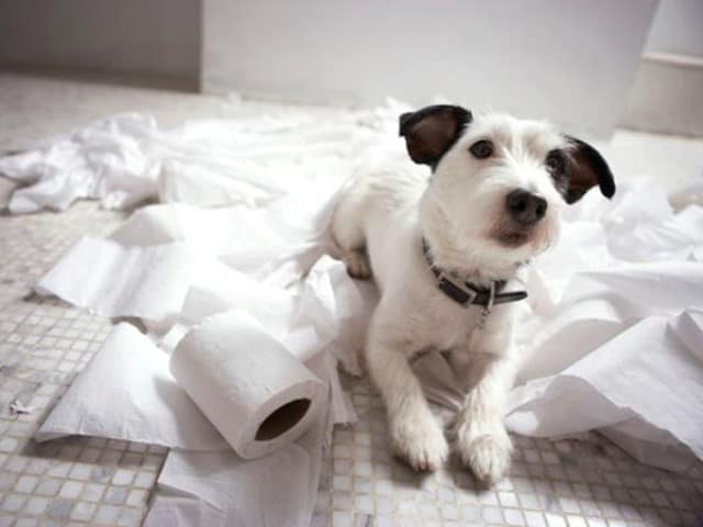 Que signifie rêver de manger du papier ?