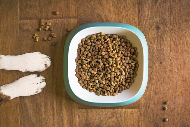 Un rêve de nourrir un chien et son interprétation authentique: Que signifie rêver de nourrir un chien ?