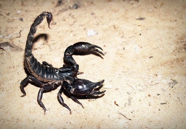 L'attaque d'un scorpion en rêve et sa signification: Pourquoi rêver de scorpion qui attaque ?
