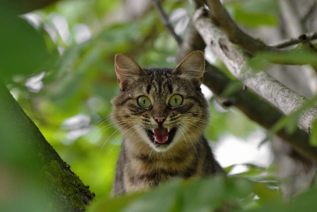 Pourquoi rêver d'avoir peur d'un chat ?