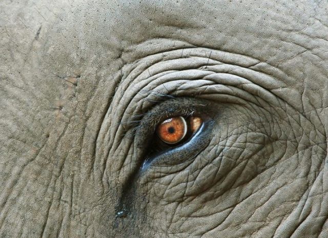 Un rêve d'éléphant mort et sa signification: Pourquoi rêver d'éléphant mort ?