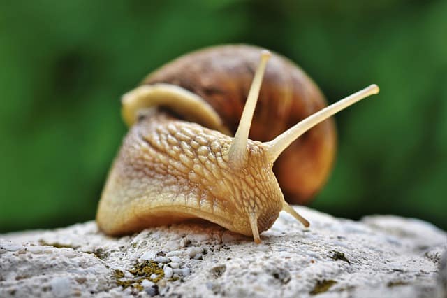 Pourquoi rêver d'escargot ?