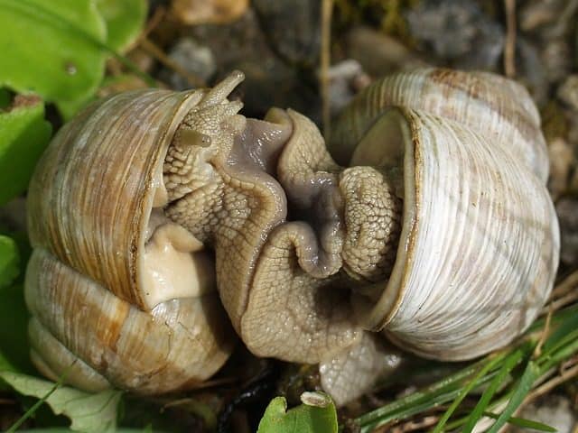 Un rêve de hermaphrodite et sa signification: Pourquoi rêver de hermaphrodite ?