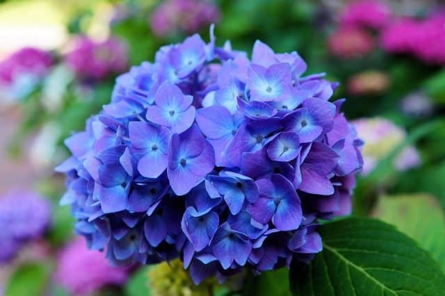 Un rêve de hortensias et sa signification: Pourquoi rêver de hortensias ?