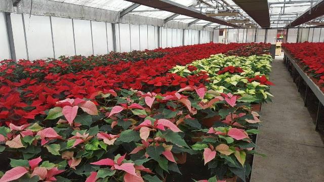 Un rêve de horticulteur et sa signification: Pourquoi rêver de horticulteur ?