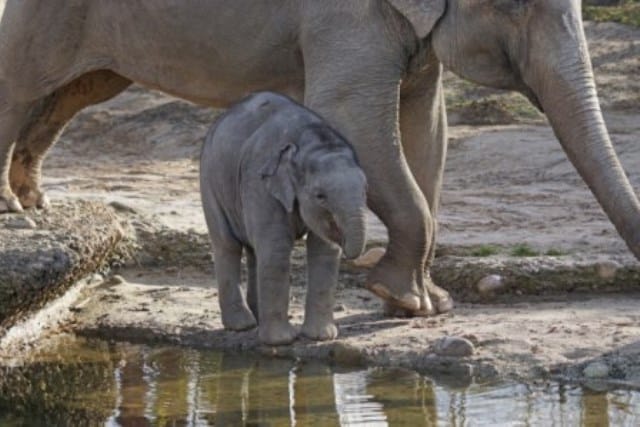 Un rêve de bébé éléphant et sa signification: Pourquoi rêver de bébé éléphant ?